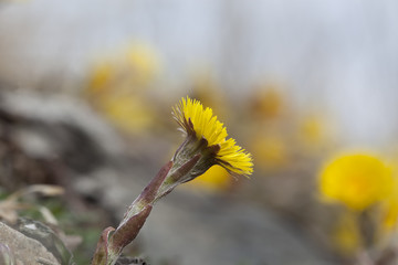 Coltsfoot flowers (Tussilago farfara)
