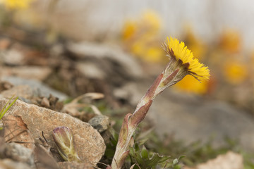 Coltsfoot flowers (Tussilago farfara)