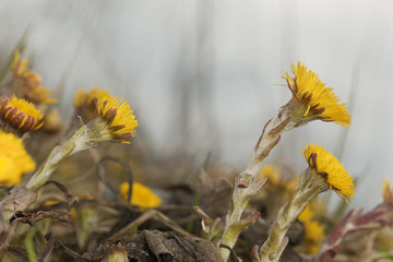 Coltsfoot flowers (Tussilago farfara)
