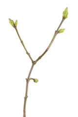 Lilac (Syringa vulgaris) twig with buds isolated on white