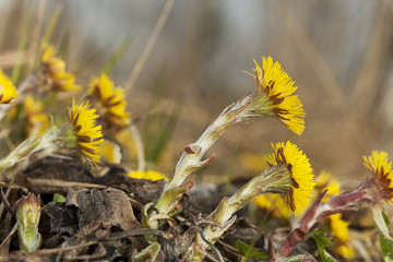 Coltsfoot flowers (Tussilago farfara)