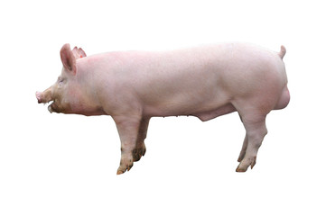 Pig