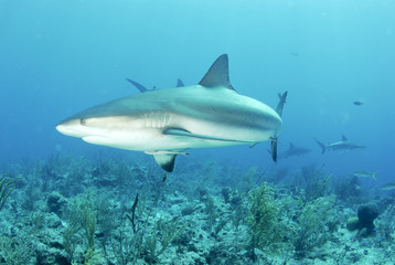 Obraz premium Grey reef shark