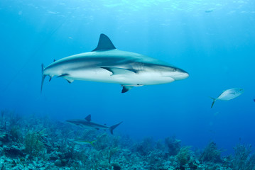 Obraz premium Grey reef shark