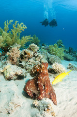 scuba divers and octopus © JonMilnes