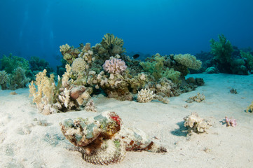 scorpion fish on coral reef