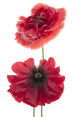 Fototapeta premium poppy