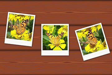 Fototapeta premium Vintage photos of butterfly