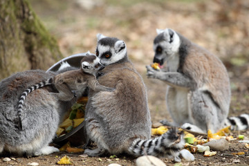 Ring-tailed lemur with cub