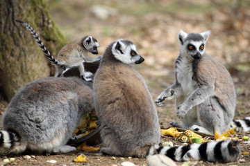 Ring-tailed lemur with cub