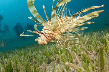 Fototapeta na wymiar Lion Fish