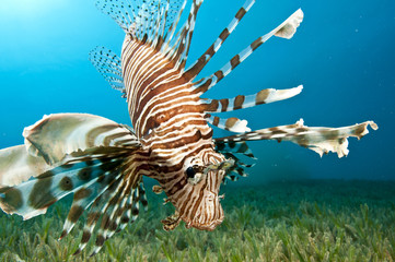 Lion Fish