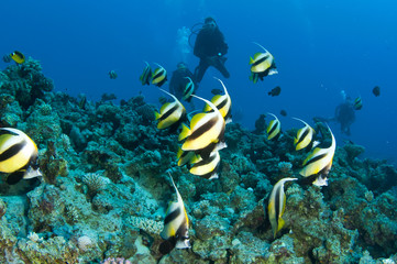 Obraz na płótnie Canvas fish and scuba divers