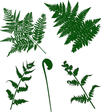 set of green fern silhouettes