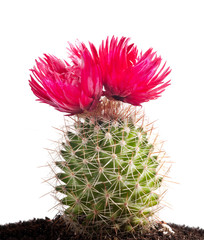 cactus with large red flowers on white