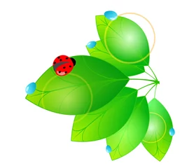 Washable wall murals Ladybugs Beautiful green spring leaves