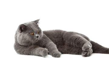 Fototapeta premium British shorthair cat on a white background.