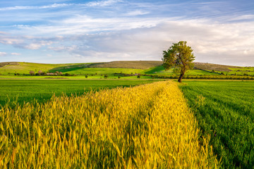 Wheat Field with a Tree on Sunset