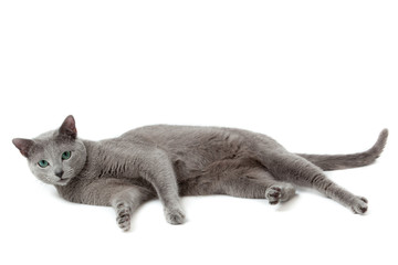 Russian Blue cat on white .