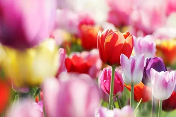 Selbstklebende Fototapete Tulpe Tulpenblume