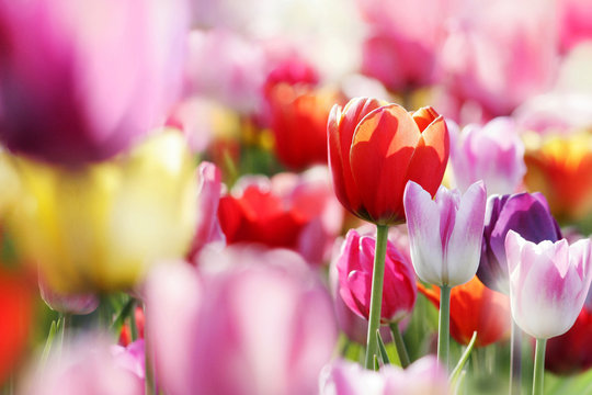 tulpenbl&uuml;te