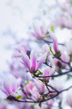 Magnolia Blossoms © B.G. Photography