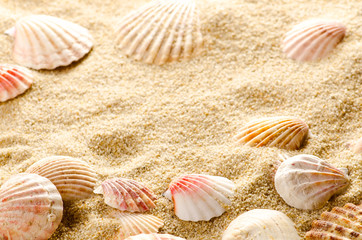 Fototapeta na wymiar Seashell background