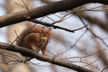 Ecureuil - Squirrel