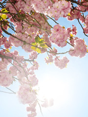 spring background with sakura tree