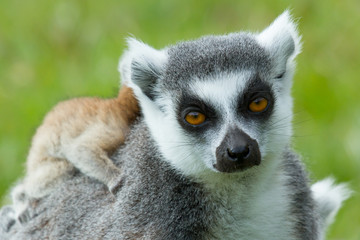 Ring-tailed lemur