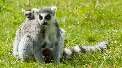 Ring-tailed lemur