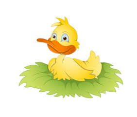 Duck