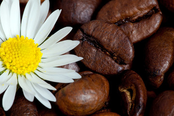 caffè con margherita