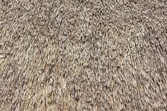 Close up view of reed thatch