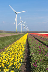 Big Dutch colorful tulip fields with windturbines