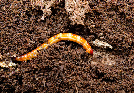 grosse K&auml;ferlarve in rottender Baumrinde