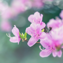 Fototapeta na wymiar Spring Blossoms