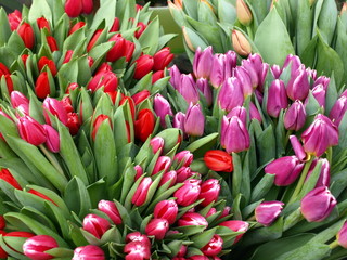 tulpen