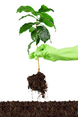 planting young coffee tree into soil isolated on white