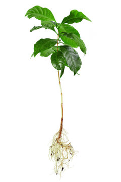 whole coffee arabica plant with roots isolated on white