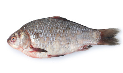 Fresh fish isolated on white