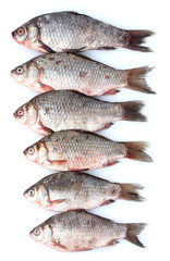 Fresh fishes isolated on white