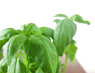 Basil plant