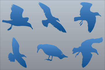 Fototapeta premium Vector Seagull Silhouettes