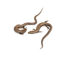 Two small lizards on a white background