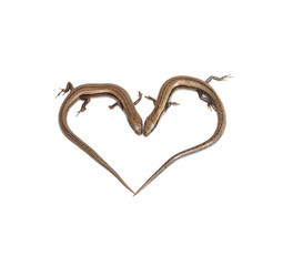 Fototapeta premium two lizards in the form of heart