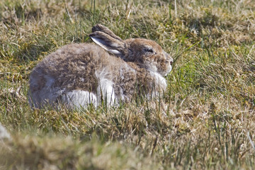 Mountain Hare