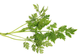 green leaf isolated on a white background