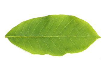 Fototapeta na wymiar walnut leaf isolated on white