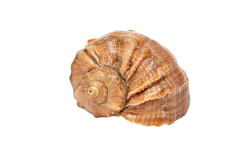 cockleshell